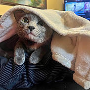 Ash joined the competition — help win amazing prizes! cat, blanket, striped_fabric, indoor, cozy, gray_cat, paws, painting, television, screen, home, curious, resting, feline, warm_lighting, fur, animal, pet, couch, soft_texture