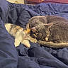 cat, kitten, sleeping, bed, blanket, blue_bedspread, calico_cat, gray_cat, feline, indoor, furniture, dresser, television, cuddling, pets, cozy, resting, domestic_animal, animal, cute