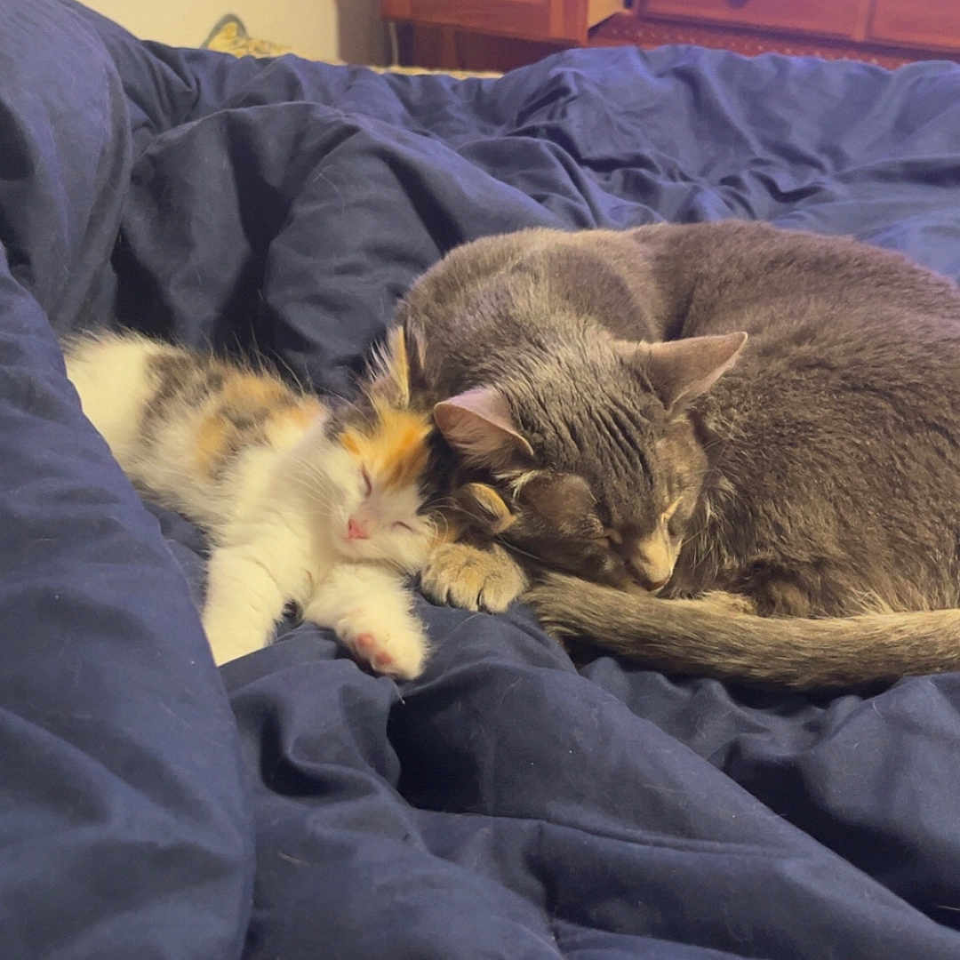 Grim And Ellie is registered to the contest to win money with this photo: cat, kitten, sleeping, bed, blanket, blue_bedspread, calico_cat, gray_cat, feline, indoor, furniture, dresser, television, cuddling, pets, cozy, resting, domestic_animal, animal, cute
