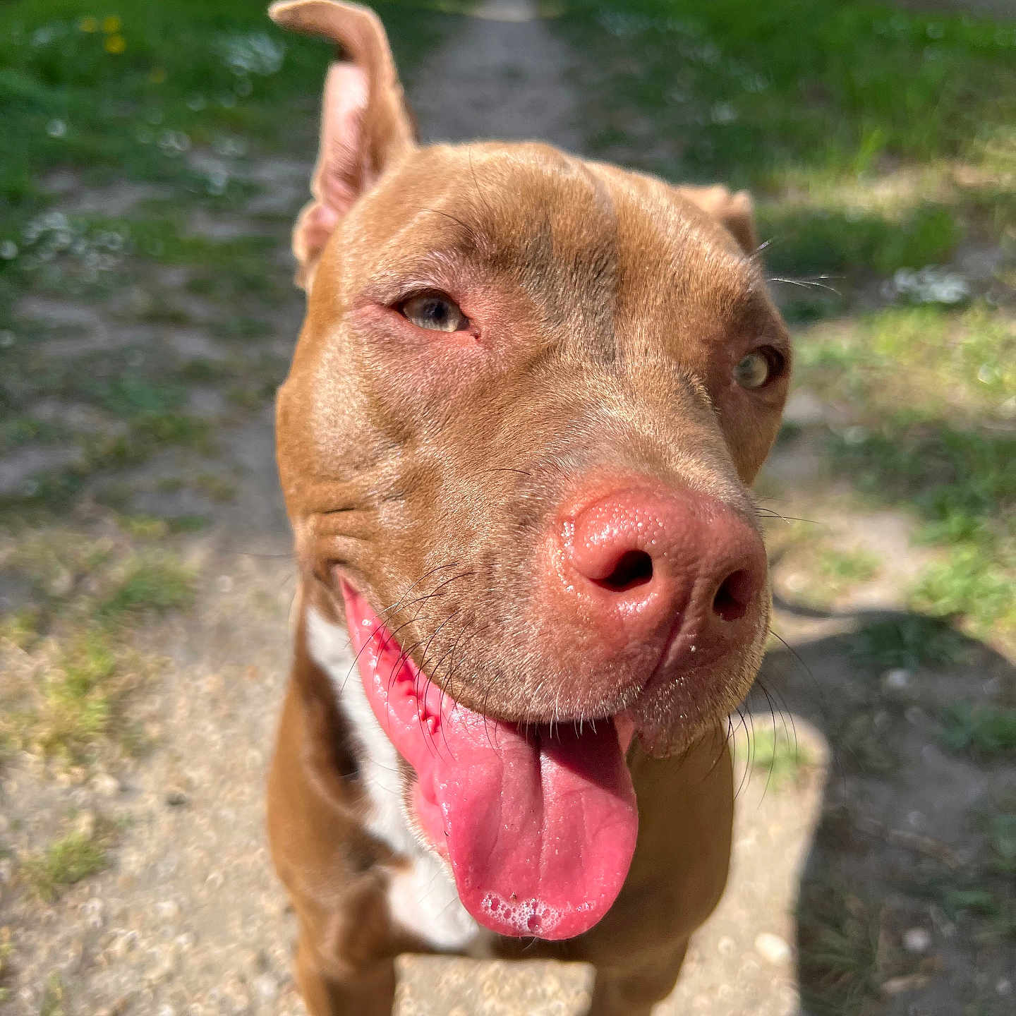 Naya participe au concours pour gagner de l'argent avec cette photo : animal, bodypart, boxer, bulldog, canine, dog, frenchbulldog, grass, hound, labradorretriever, mouth, person, pet, pig, pitbull, plant, pointer, puppy, snout, tongue