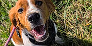 Aska participe au concours pour gagner de l'argent avec cette photo : dog, smiling, leash, grass, outdoor, pet, happy, canine, nature, sunlight, ears, fur, collar, animal, mouth, tongue, walking, playful, closeup, daytime