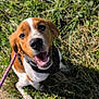 dog, smiling, leash, grass, outdoor, pet, happy, canine, nature, sunlight, ears, fur, collar, animal, mouth, tongue, walking, playful, closeup, daytime