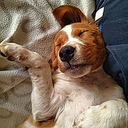 Aska participe au concours pour gagner de l'argent avec cette photo : puppy, dog, sleeping, blanket, fur, paw, nose, ears, resting, cute, domestic_animal, pet, cozy, closeup, indoor, relaxation, animal_face, mammal, whiskers, young