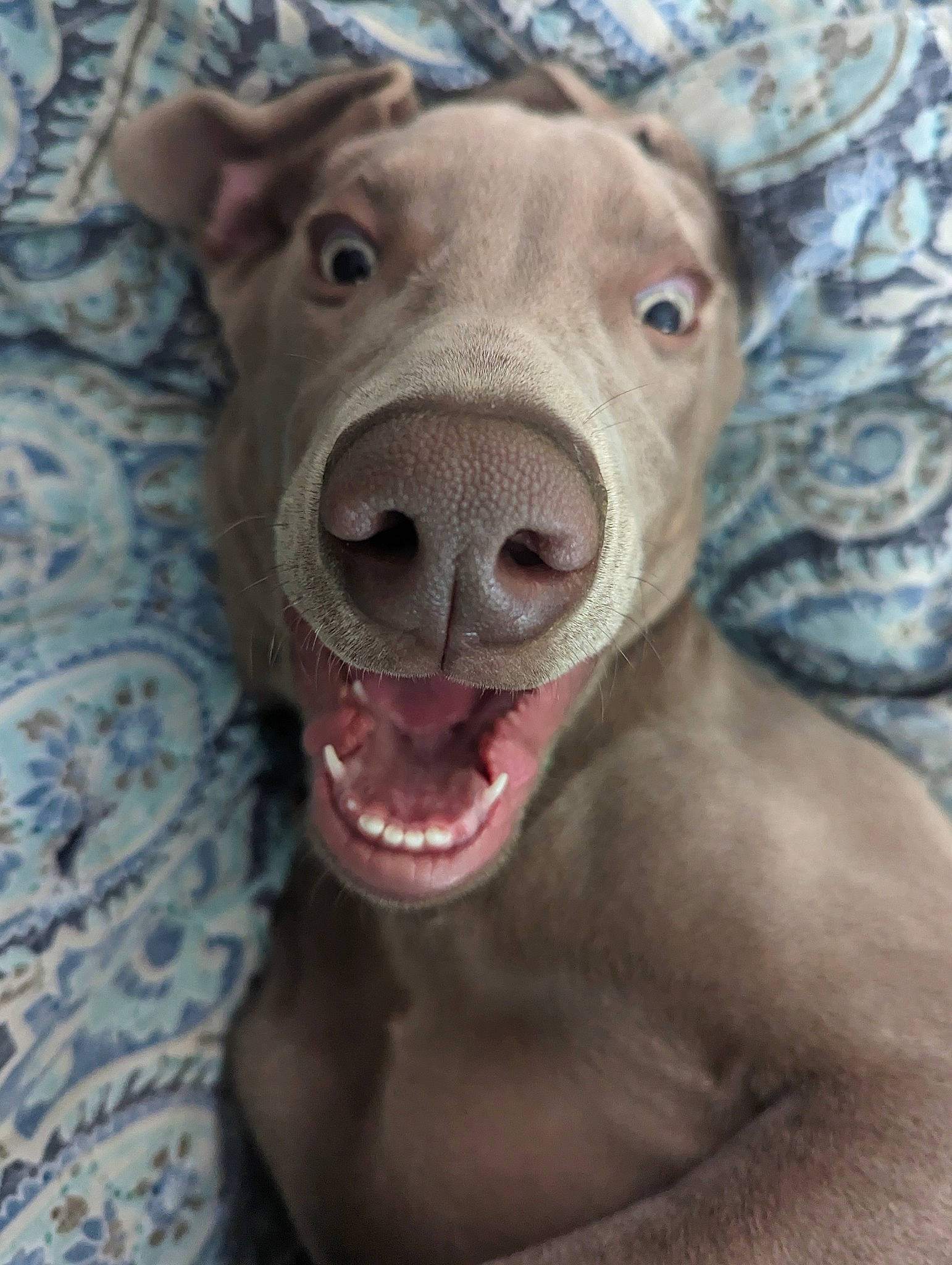 Blu is registered to the contest to win money with this photo: canidae, carnivore, companion_dog, dog, dog_breed, dogo_argentino, fang, fawn, flesh, fur, guard_dog, jaw, liver, non_sporting_group, snout, sporting_group, terrestrial_animal, whiskers, working_animal, wrinkle