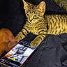 Raiden is registered to the contest to win money with this photo: animal, bed, cat, closeup, curious, feline, hand, indoor, interaction, kitten, paw, pet, playful, quilt, resting, screen, smartphone, tabby, technology, young