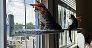 Raiden is registered to the contest to win money with this photo: animal_toy, blinds, cat, curious, cushion, domestic_animal, feather_toy, feline, gray, home, indoor, orange, perch, pets, quiet, reflection, resting, side_view, sunlight, window