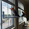 animal_toy, blinds, cat, curious, cushion, domestic_animal, feather_toy, feline, gray, home, indoor, orange, perch, pets, quiet, reflection, resting, side_view, sunlight, window