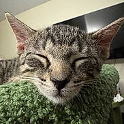 Raiden joined the competition — help win amazing prizes! animal, blanket, cat, close_up, cozy, cute, domestic, ears, feline, fur, green, indoor, mammal, peaceful, pet, portrait, resting, sleeping, soft, whiskers