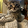 Raiden is registered to the contest to win money with this photo: animal, blanket, cat, cozy, curious, cute, domestic, eyes, feline, fur, home, indoor, kitten, mammal, pet, resting, small, texture, whiskers, young