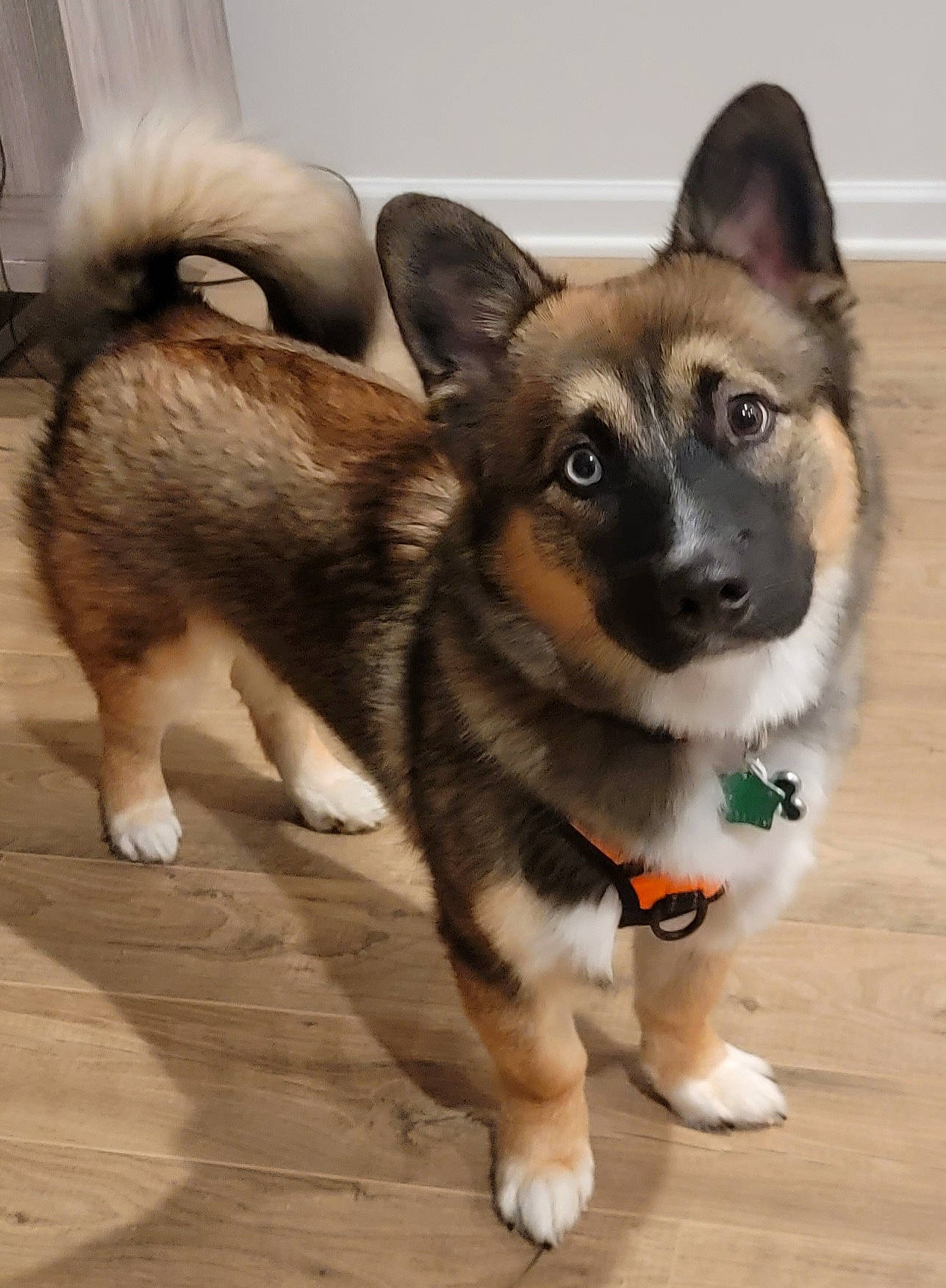 Louie is registered to the contest to win money with this photo: canidae, carnivore, collar, companion_dog, dog, dog_breed, dog_collar, dog_supply, fawn, flooring, foot, fur, paw, snout, sporting_group, tail, terrestrial_animal, whiskers, wood, working_animal