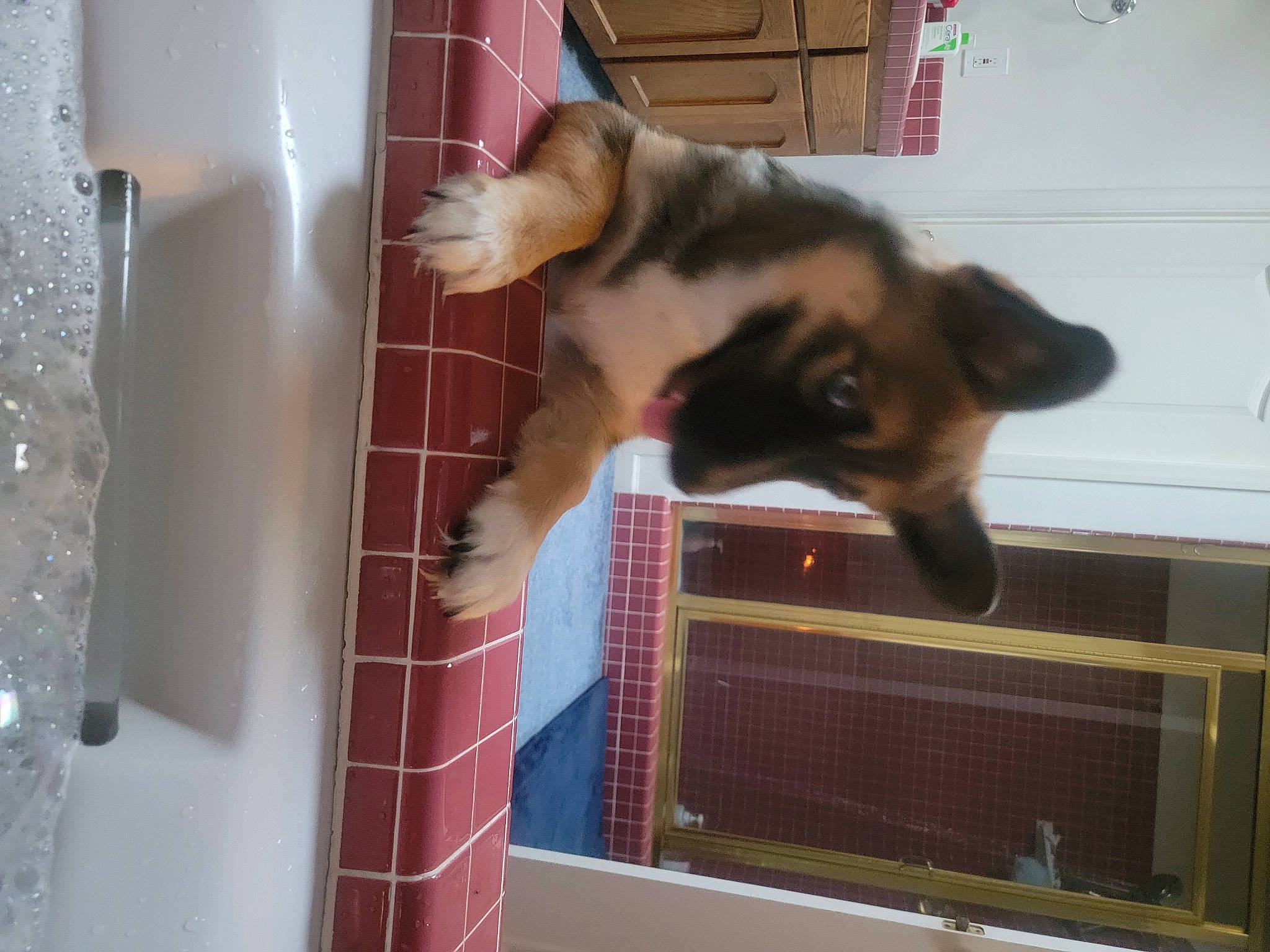 Louie joined the competition — help win amazing prizes! animal_shelter, cage, canidae, carnivore, cat, cat_supply, dog_breed, domestic_short_haired_cat, fawn, felidae, fur, kennel, pet_supply, room, service, small_to_medium_sized_cats, snout, tail, whiskers, window