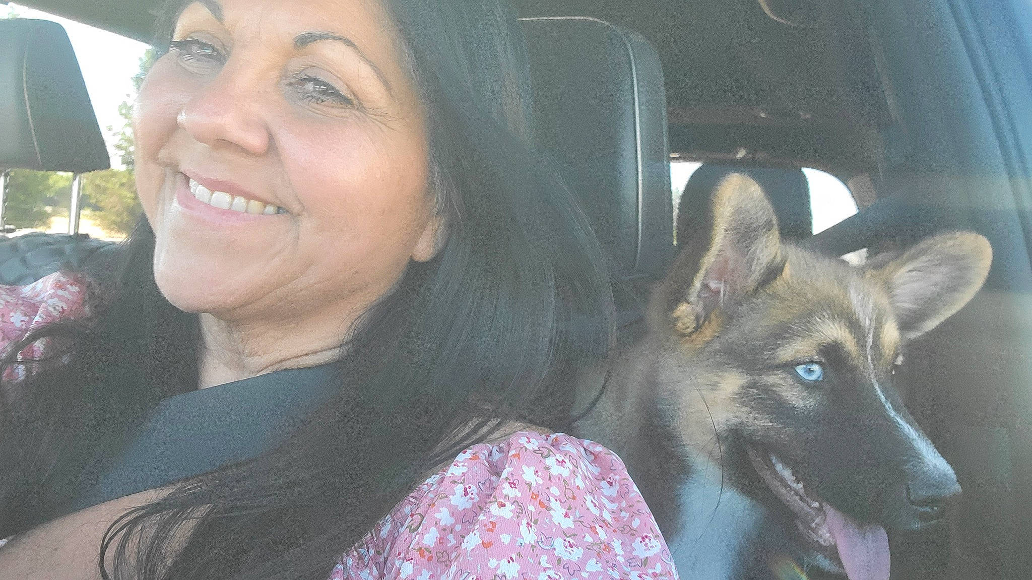 Louie joined the competition — help win amazing prizes! automotive_window_part, car, carnivore, companion_dog, dog, dog_breed, driving, family_car, fawn, fun, fur, german_shepherd_dog, happy, jaw, luxury_vehicle, organ, smile, snout, vehicle_door, working_dog