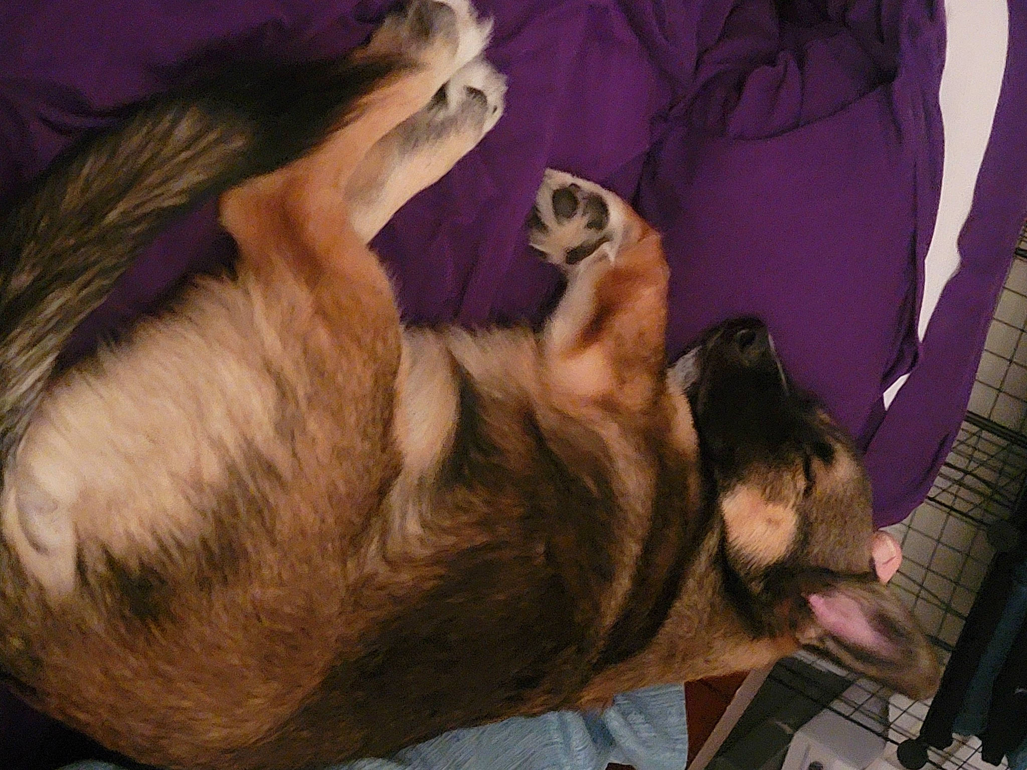 Louie is registered to the contest to win money with this photo: canidae, carnivore, comfort, companion_dog, dog, dog_breed, ear, fawn, felidae, foot, fur, liver, nap, paw, pekingese, sporting_group, tail, toy_dog, whiskers, working_animal