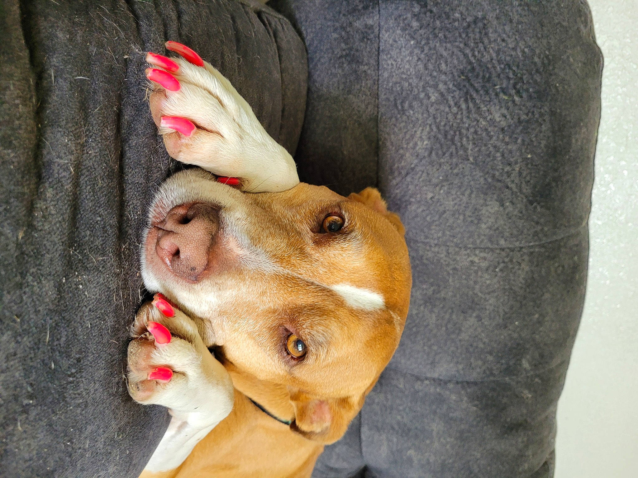 Georgia is registered to the contest to win money with this photo: ancient_dog_breeds, canidae, carnivore, companion_dog, dog, dog_breed, ear, fawn, fur, gesture, liver, non_sporting_group, paw, puppy, snout, sporting_group, whiskers, working_animal