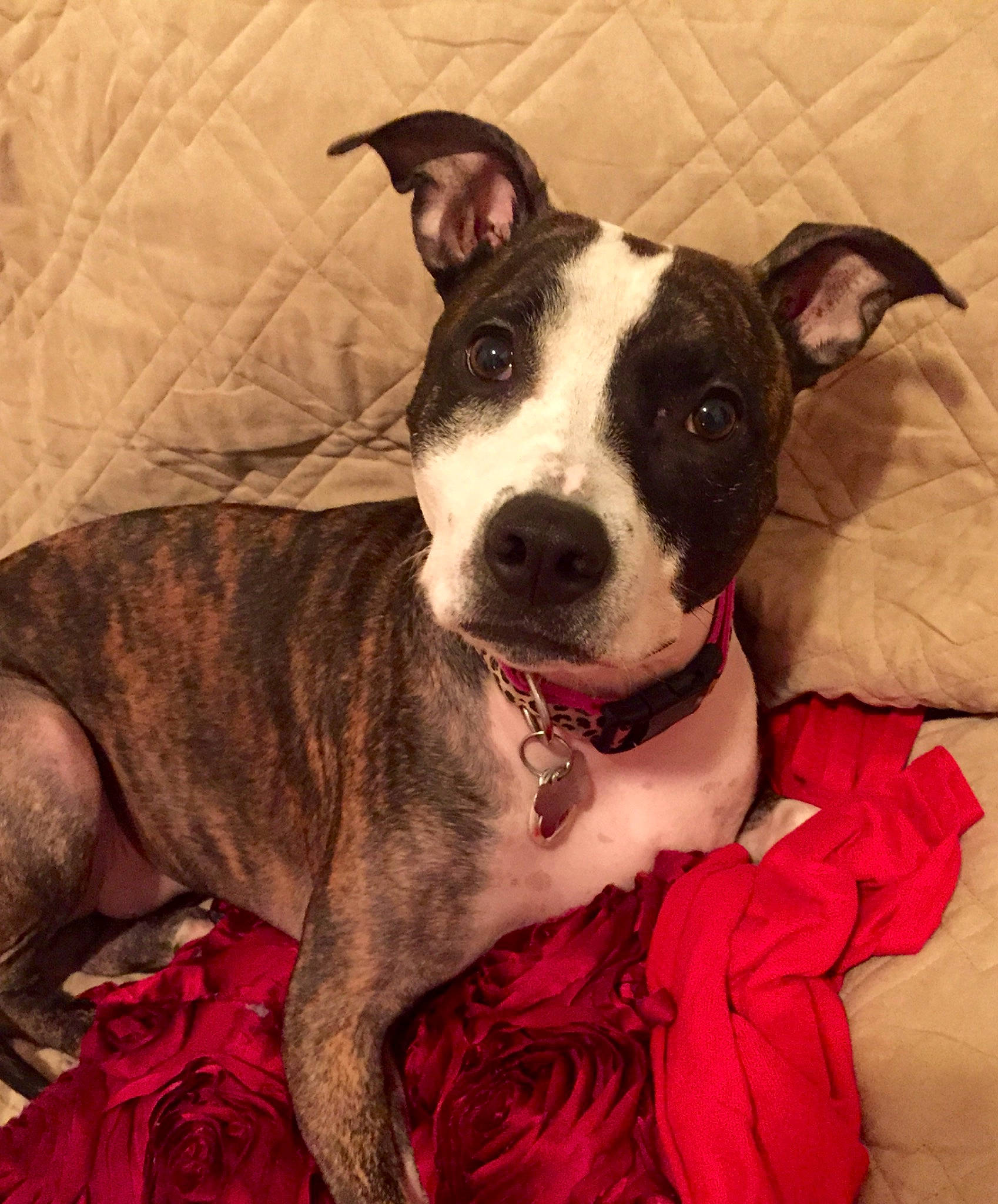 Kassie joined the competition — help win amazing prizes! canidae, carnivore, collar, comfort, companion_dog, dog, dog_breed, dog_collar, dog_supply, ear, fawn, fur, guard_dog, pet_supply, snout, sporting_group, terrestrial_animal, whiskers, working_animal, working_dog