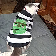 Kiki is registered to the contest to win money with this photo: cat, pet, sweater, clothing, bed, indoor, feline, striped, costume, frankenstein, tail, cozy, furniture, quilt, wood, cushion, domestic, cute, animal, resting