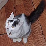 Kiki is registered to the contest to win money with this photo: animal, bell, cat, close_up, collar, curious, domestic_animal, ears, feline, floor, fur, gray_cat, indoor, looking_up, pet, sitting, tail, whiskers, white_cat, wood_floor