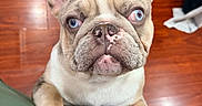 Stormi joined the competition — help win amazing prizes! animal, blue_eyes, brown_markings, claws, close_up, cream_coat, dog, french_bulldog, green_couch, indoors, large_ears, muzzle, paws, pet, portrait, puppy, short_hair, sitting, wooden_floor, wrinkled_face