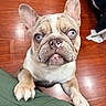 animal, blue_eyes, brown_markings, claws, close_up, cream_coat, dog, french_bulldog, green_couch, indoors, large_ears, muzzle, paws, pet, portrait, puppy, short_hair, sitting, wooden_floor, wrinkled_face