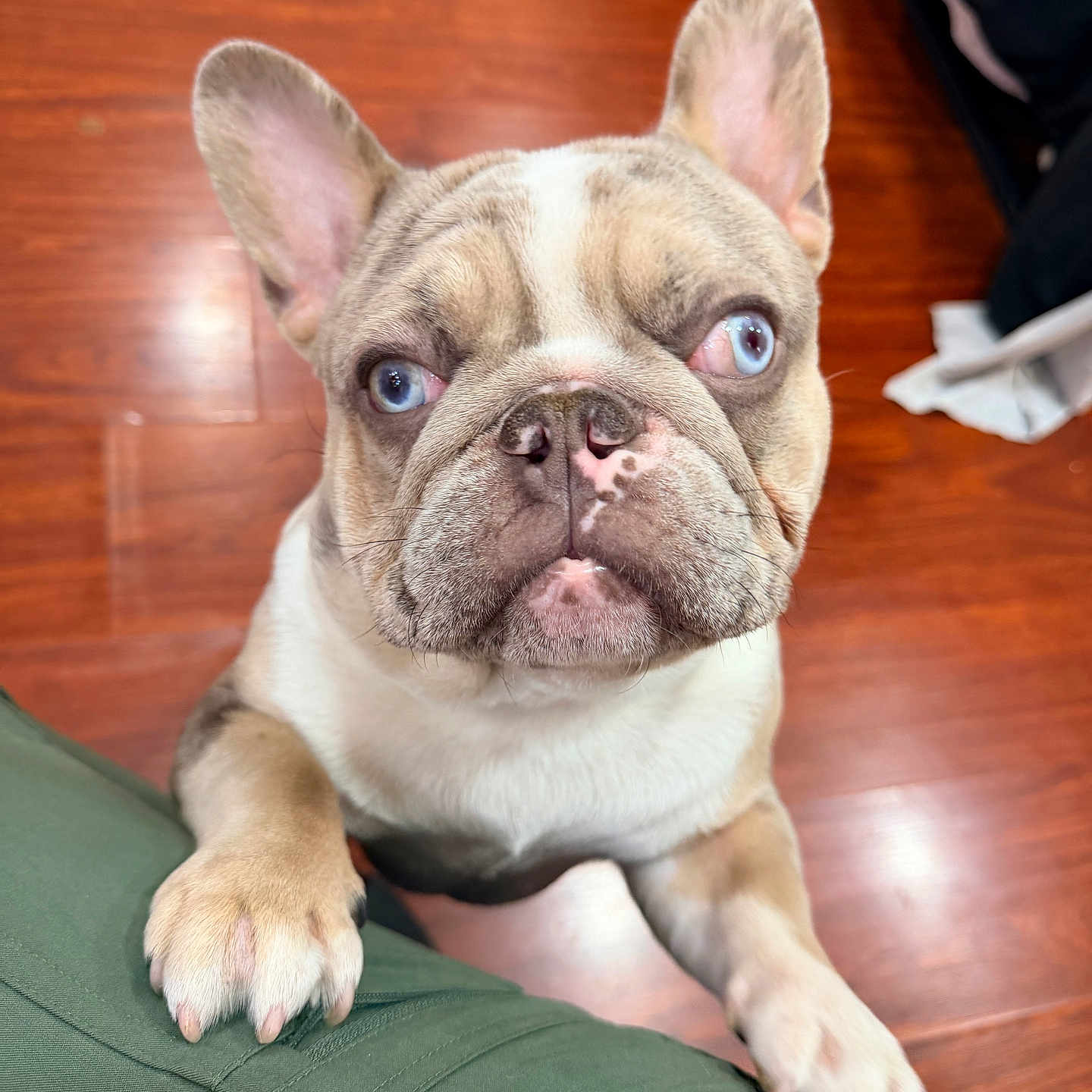 Stormi joined the competition — help win amazing prizes! animal, blue_eyes, brown_markings, claws, close_up, cream_coat, dog, french_bulldog, green_couch, indoors, large_ears, muzzle, paws, pet, portrait, puppy, short_hair, sitting, wooden_floor, wrinkled_face
