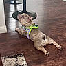Stormi joined the competition — help win amazing prizes! alert, animal, barstool, brown_dog, dog, floor, french_bulldog, funny, furniture, harness, home, indoors, lying_down, pet, portrait, relaxed, rug, short_hair, sploot, wood_floor