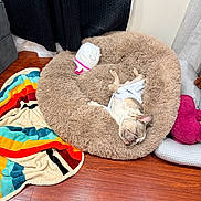 Stormi is registered to the contest to win money with this photo: animal, blanket, colorful, cozy, curtains, cushion, dog, donut_bed, fluffy_bed, french_bulldog, indoors, outfit, pet, pink_collar, portrait, puppy, relaxed, sleeping, upside_down, wooden_floor