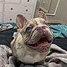 Stormi joined the competition — help win amazing prizes! bedroom, blanket, blue_eyes, brindle_coat, canine, cute, dog, dresser, floppy_ears, french_bulldog, furniture, happy, home, indoor, open_mouth, pet, portrait, short_snout, sitting, smiling