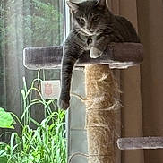 Fettuccine is registered to the contest to win money with this photo: animal, cat, cozy, curtains, feline, fur, gray_tabby, greenery, home, indoor, leaves, natural_light, paw, pet, plants, relaxed, resting, scratching_post, sunlight, window