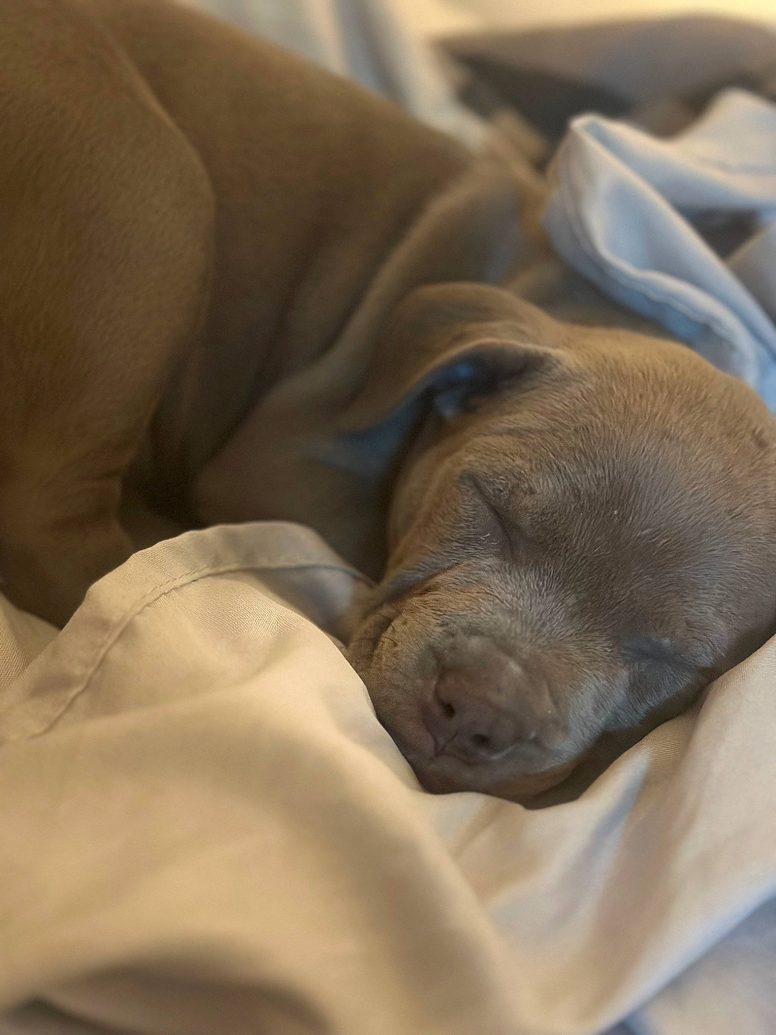 Peanut is registered to the contest to win money with this photo: canidae, carnivore, comfort, companion_dog, dog, dog_breed, fawn, fur, grey, linens, liver, nap, natural_material, non_sporting_group, pet_supply, sporting_group, terrestrial_animal, whiskers, working_animal, wrinkle