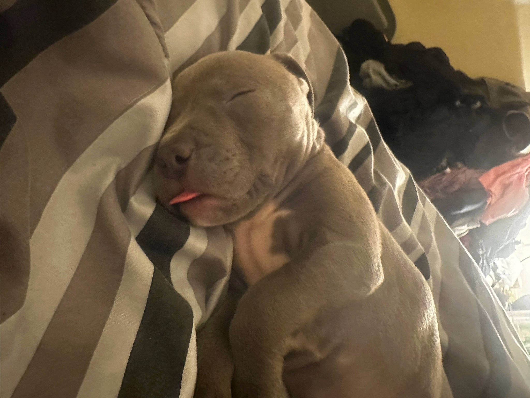 Peanut is registered to the contest to win money with this photo: bedding, canidae, carnivore, chest, comfort, companion_dog, dog, dog_breed, elephant, fawn, felidae, fur, grey, linens, room, snout, sporting_group, whiskers, working_animal, wrinkle