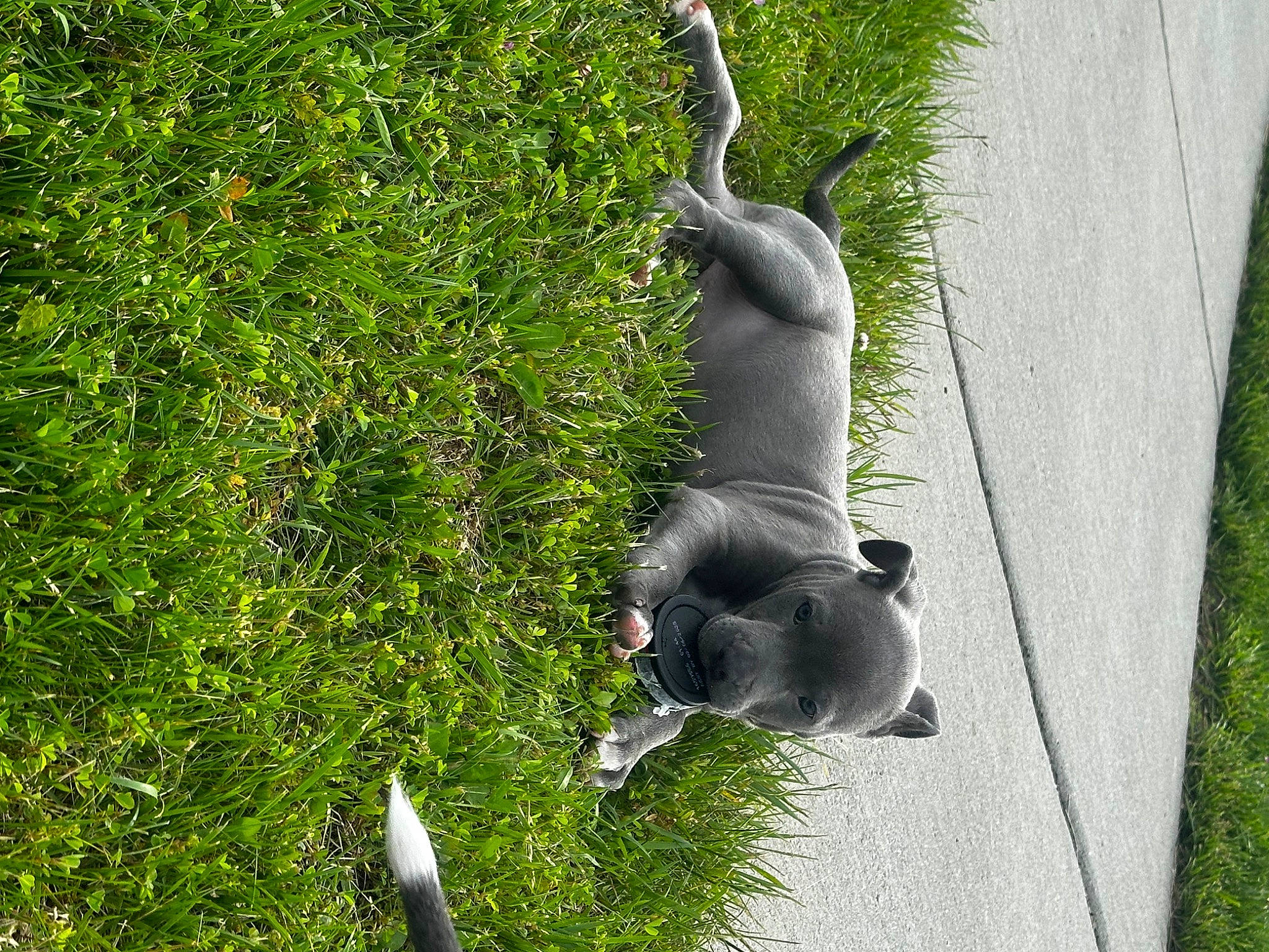 Peanut is registered to the contest to win money with this photo: canidae, carnivore, companion_dog, dog, dog_breed, grass, grassland, groundcover, non_sporting_group, pasture, plant, recreation, shrub, sporting_group, tail, terrestrial_animal, tree, wildlife, working_animal