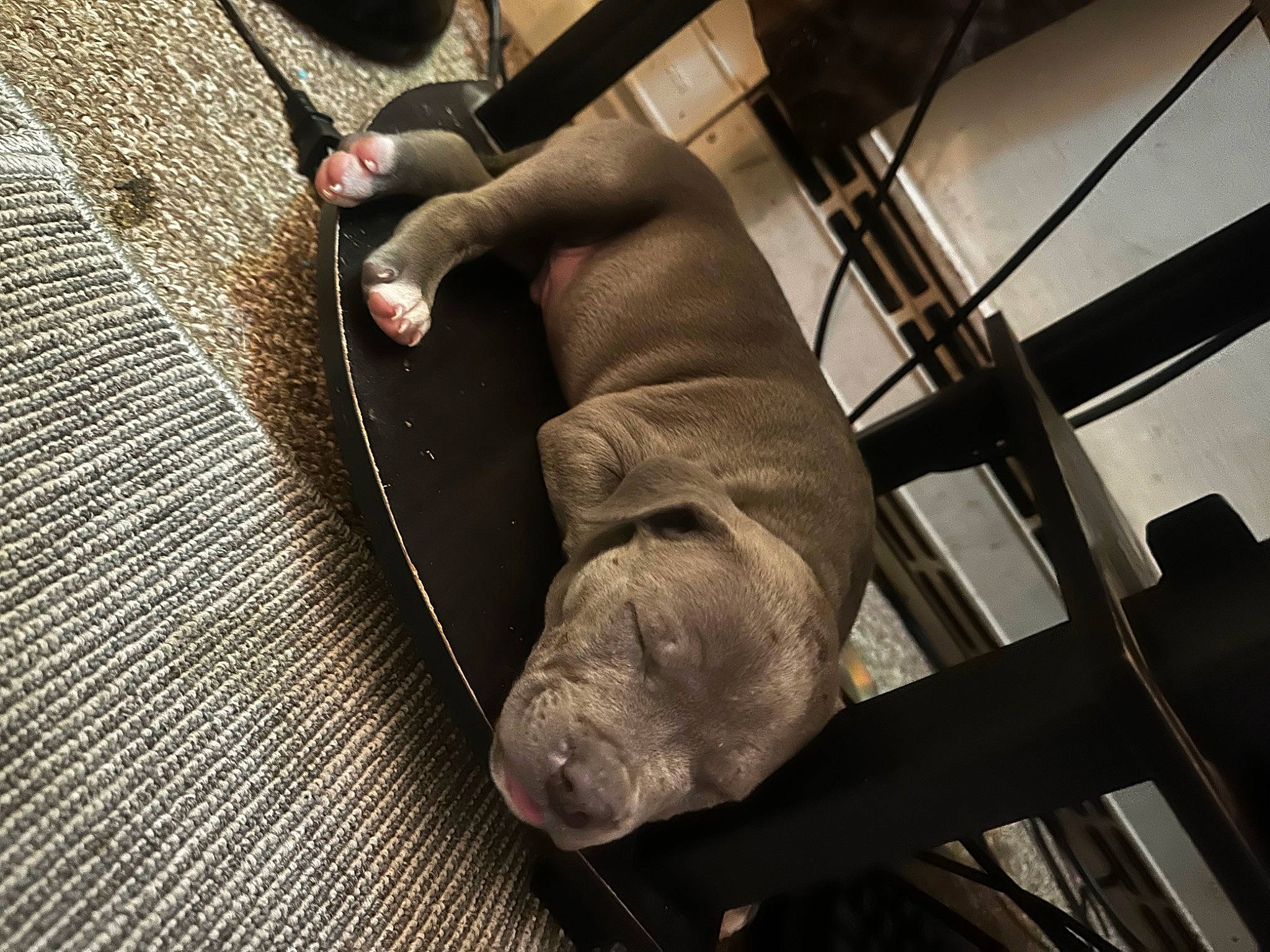 Peanut joined the competition — help win amazing prizes! auto_part, automotive_tire, automotive_wheel_system, comfort, denim, dog_breed, flooring, foot, grey, hardwood, human_leg, knee, leather, metal, road_surface, sandal, shoe, thigh, wood, working_animal