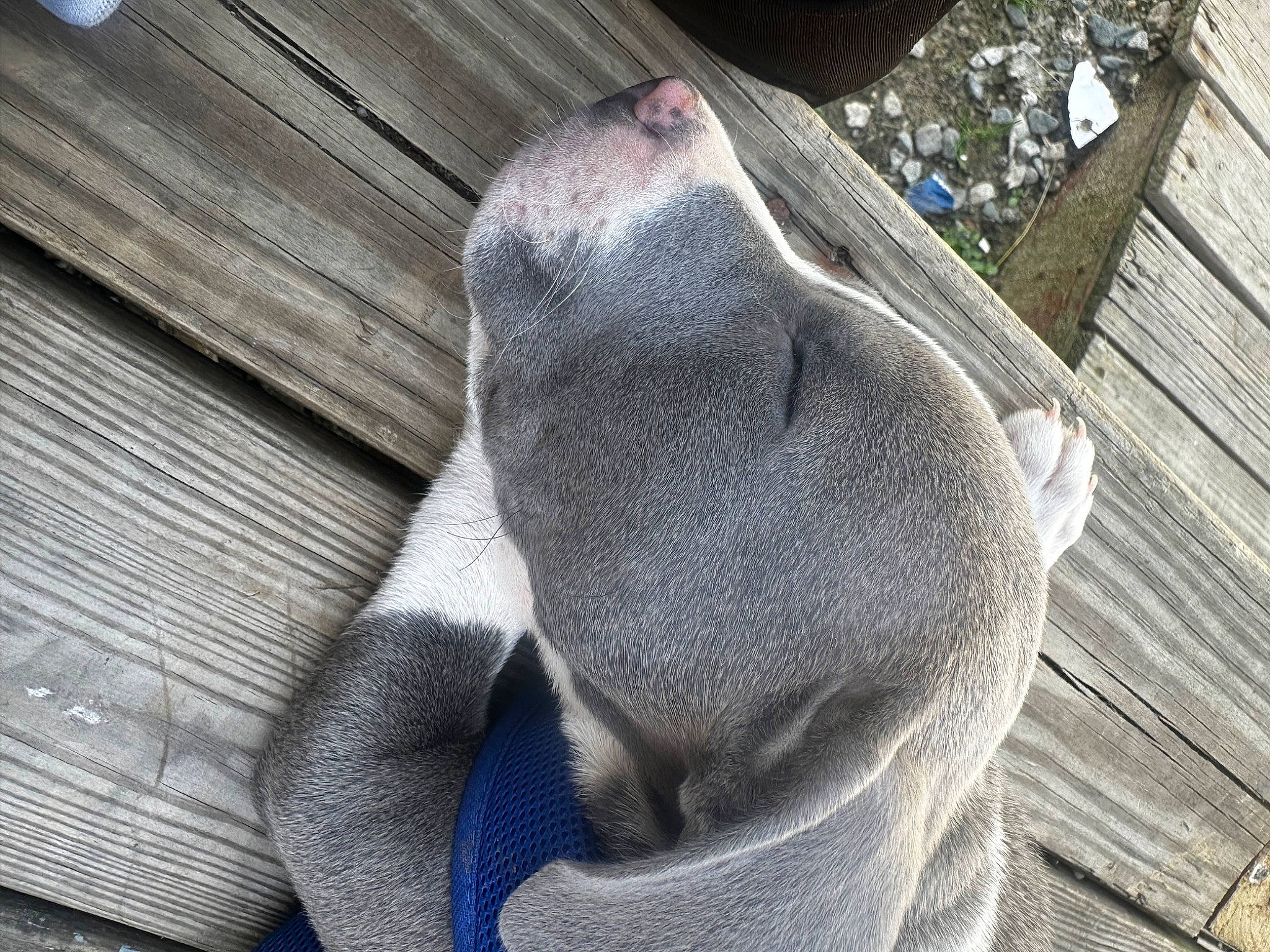 Onyx joined the competition — help win amazing prizes! comfort, foot, fur, grey, human_leg, plant, snout, terrestrial_animal, tree, wood, working_animal, wrinkle