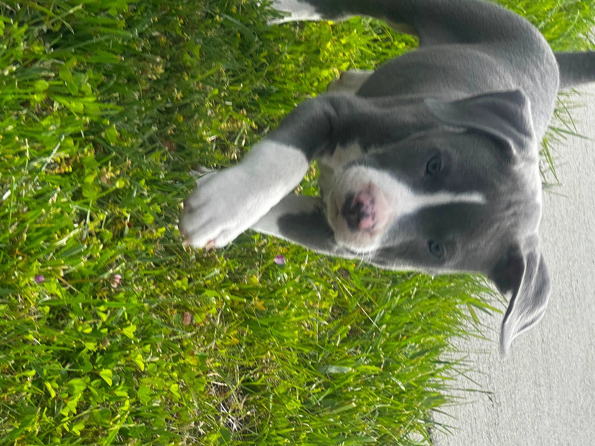 Onyx is registered to the contest to win money with this photo: canidae, carnivore, companion_dog, dog, dog_breed, fawn, fur, grass, non_sporting_group, plant, shrub, snout, sporting_group, tail, terrestrial_animal, tree, whiskers, wildlife, working_animal