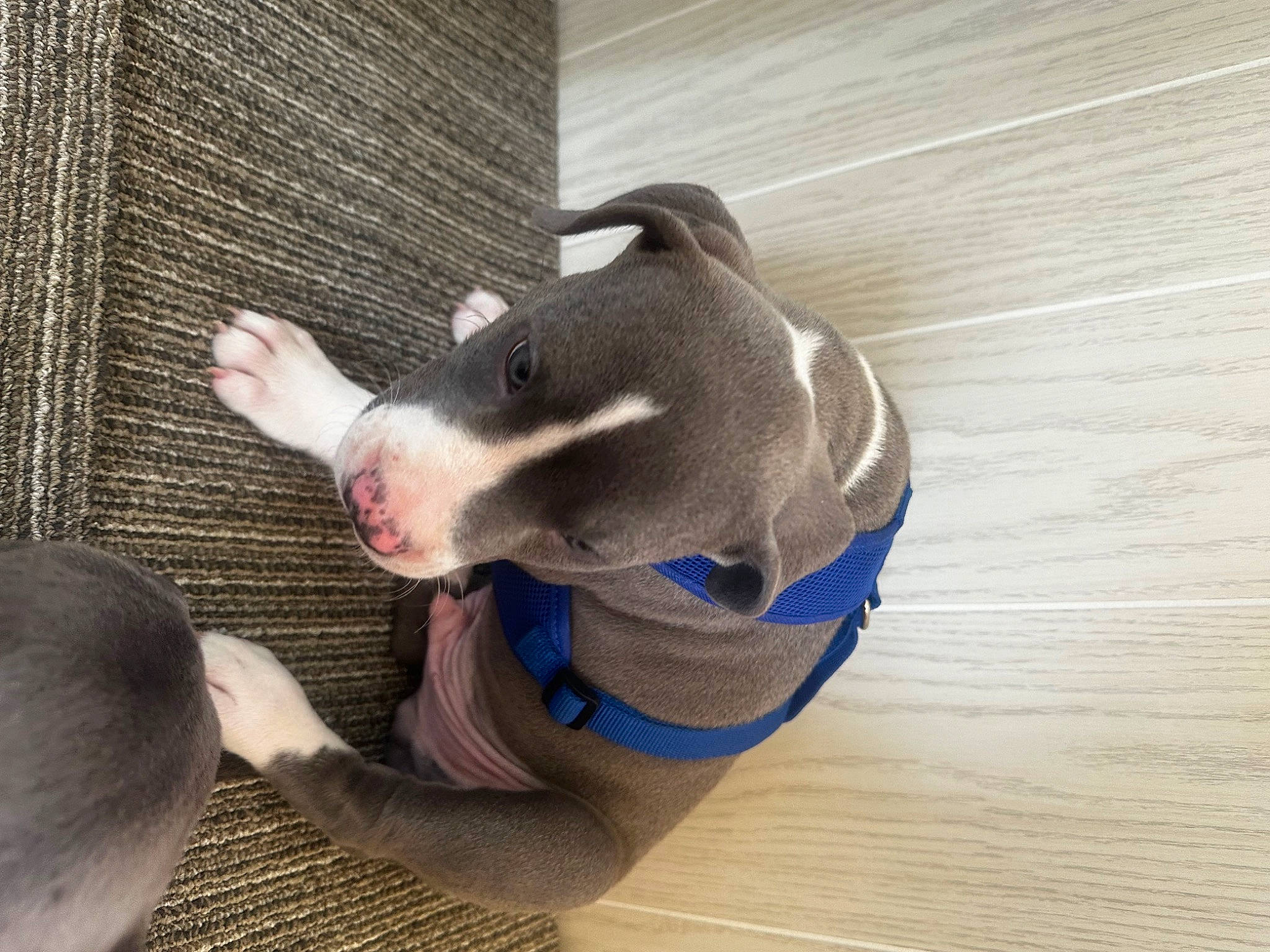 Onyx joined the competition — help win amazing prizes! carnivore, collar, comfort, companion_dog, dog, dog_breed, dog_supply, ear, fawn, flooring, foot, hardwood, paw, pet_supply, snout, sporting_group, tail, whiskers, wood, working_animal