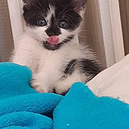 Mikado participe au concours pour gagner de l'argent avec cette photo : kitten, cat, black_and_white, tongue_out, blue_blanket, cute, feline, pet, young_cat, whiskers, indoor, soft, fluffy, playful, animal, cozy, fur, small, resting, curious