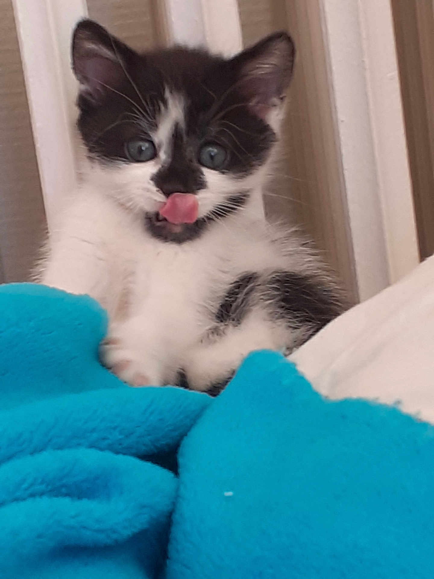 Mikado participe au concours pour gagner de l'argent avec cette photo : kitten, cat, black_and_white, tongue_out, blue_blanket, cute, feline, pet, young_cat, whiskers, indoor, soft, fluffy, playful, animal, cozy, fur, small, resting, curious
