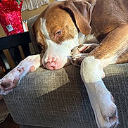 Carson joined the competition — help win amazing prizes! dog, brown, white, couch, indoor, resting, sunlight, paws, nose, ear, furniture, relaxation, home_decor, poinsettia, plant, holiday, cozy, sleepy, pet, living_room