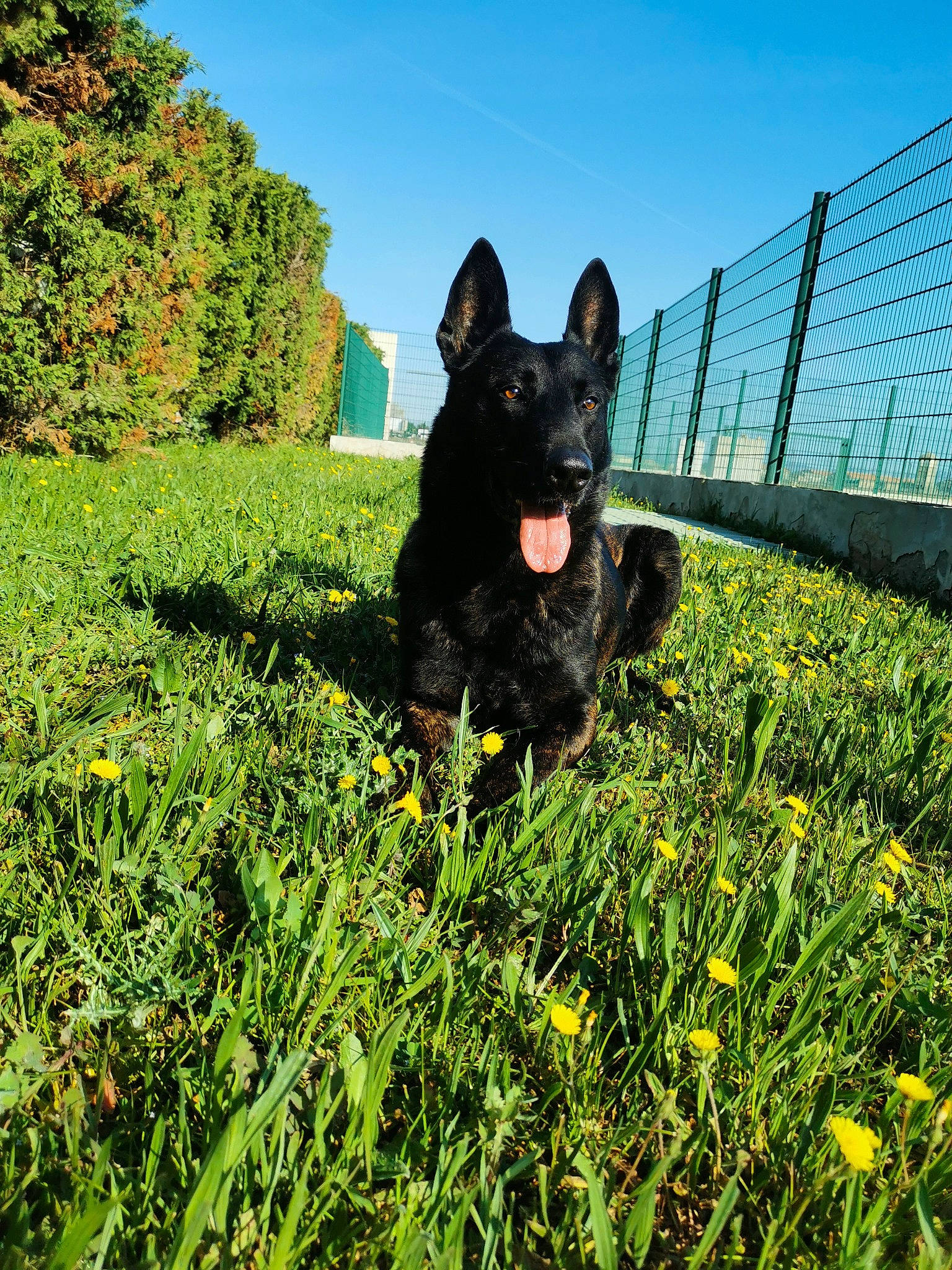 Nicro participe au concours pour gagner de l'argent avec cette photo : carnivore, companion_dog, dog, dog_breed, fawn, flower, grass, grass_family, grassland, groundcover, herbaceous_plant, lawn, leaf, people_in_nature, plant, prairie, shrub, sky, sporting_group, tree