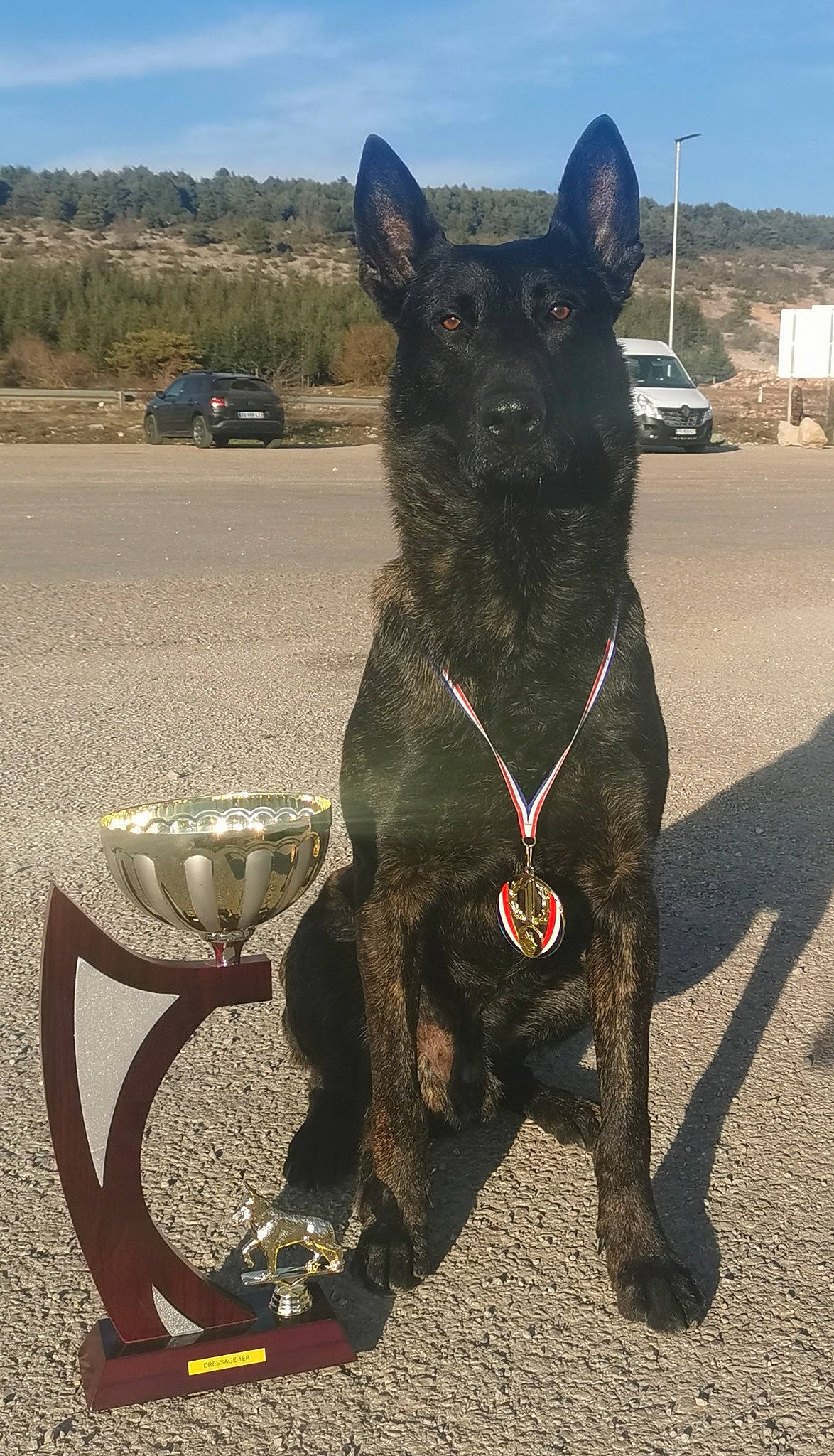 Nicro participe au concours pour gagner de l'argent avec cette photo : canidae, car, carnivore, collar, companion_dog, dog, dog_breed, dog_collar, dog_supply, fawn, landscape, leash, plant, sky, snout, sporting_group, tail, tire, wheel, working_animal