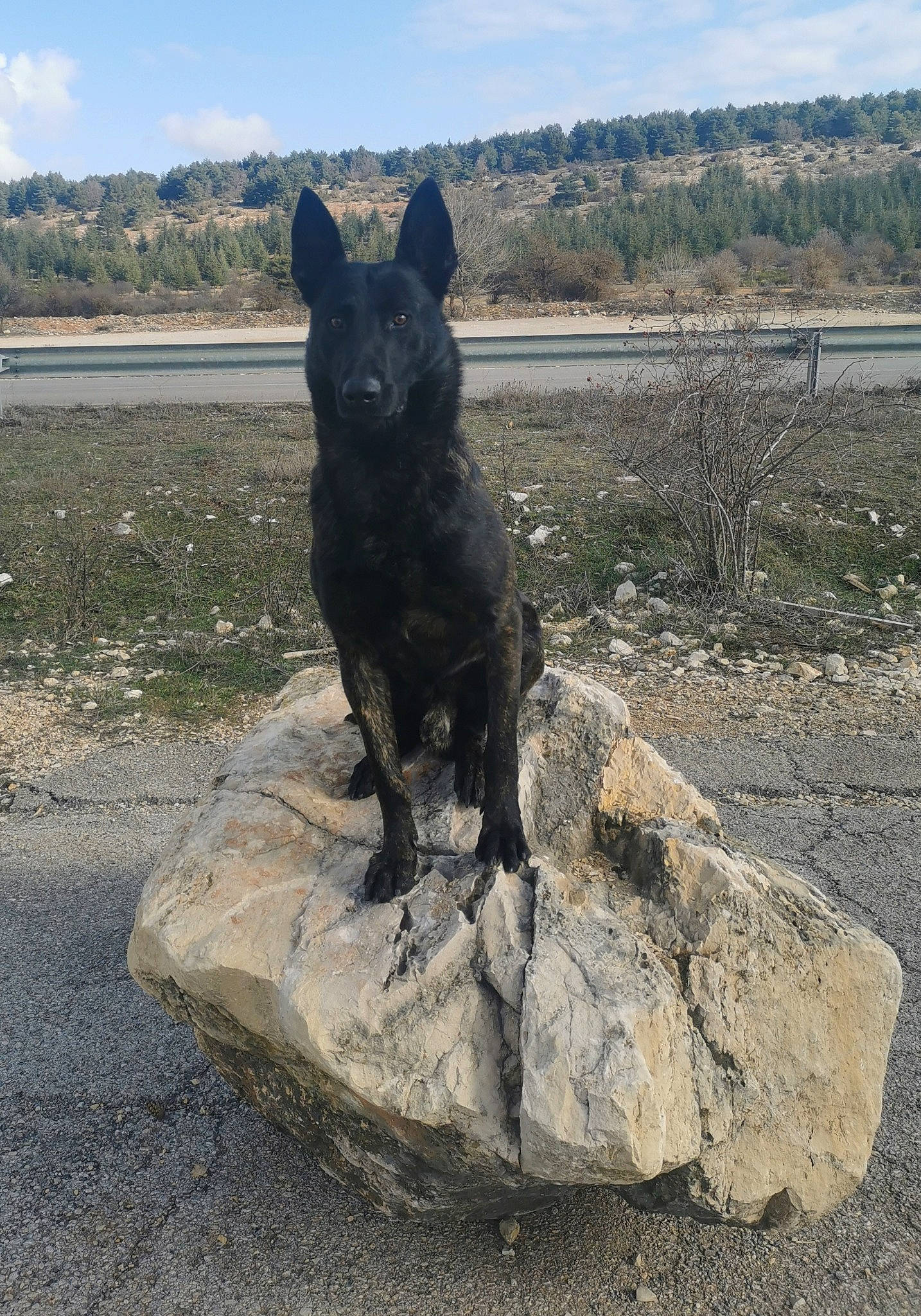 Nicro participe au concours pour gagner de l'argent avec cette photo : asphalt, bedrock, canidae, carnivore, cloud, dog, dog_breed, herding_dog, landscape, plant, road_surface, rock, sky, snout, soil, sporting_group, tail, terrestrial_animal, water, working_animal