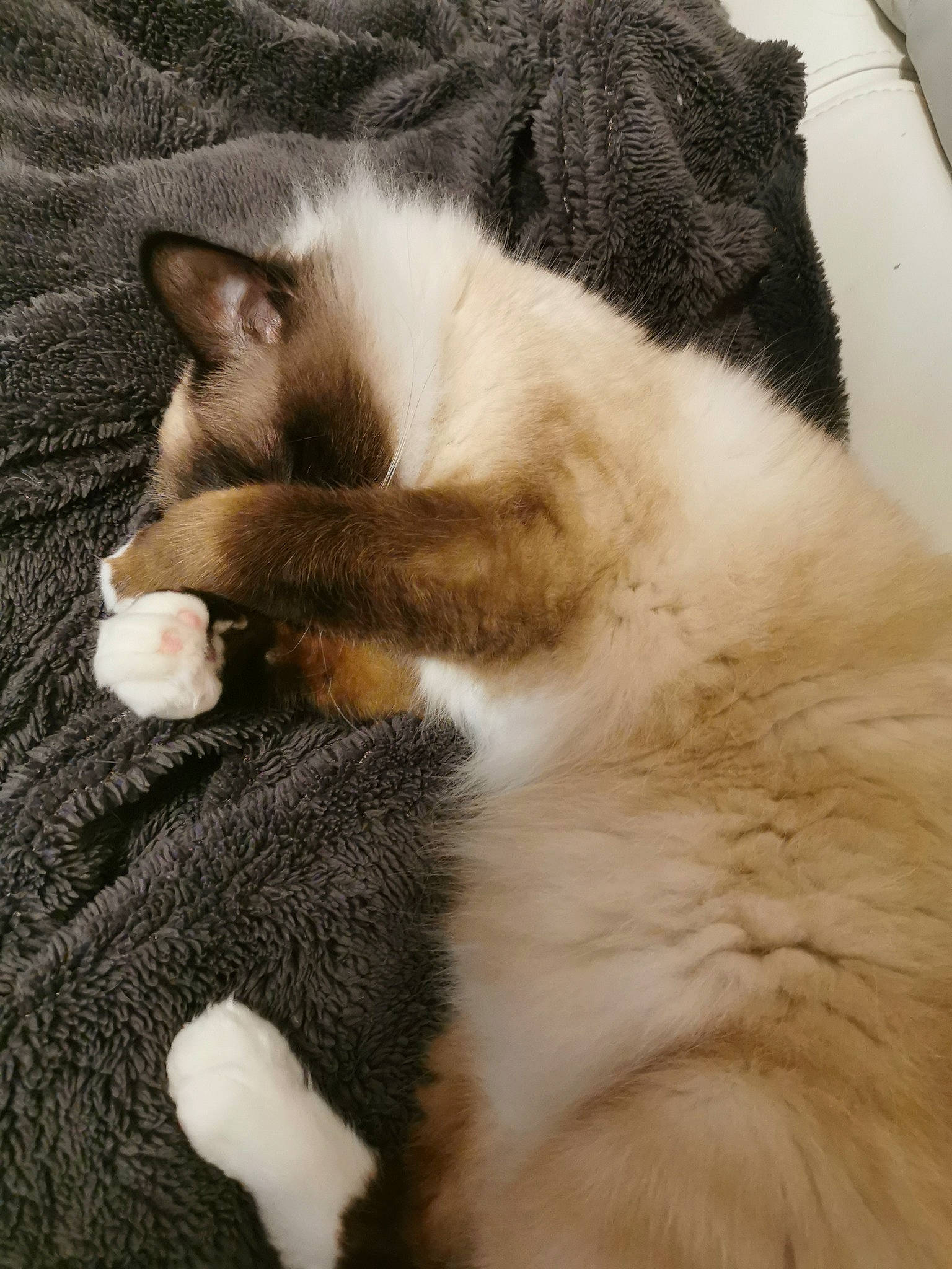 Fury a rejoint le concours — aidez-le/la à gagner de superbes lots ! carnivore, cat, claw, comfort, domestic_short_haired_cat, fawn, felidae, fur, nap, paw, sleep, small_to_medium_sized_cats, snout, tail, terrestrial_animal, whiskers