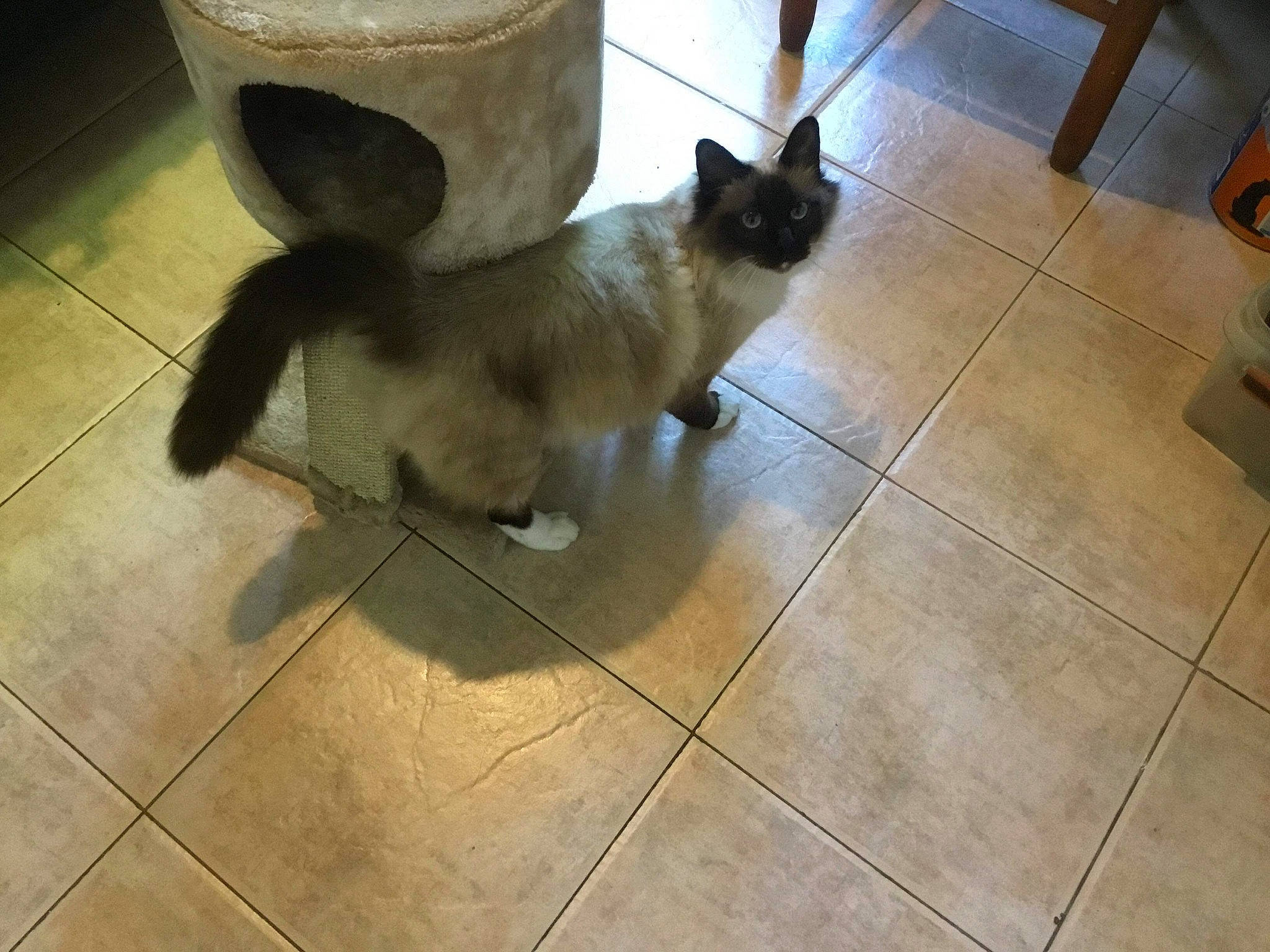 Fury a rejoint le concours — aidez-le/la à gagner de superbes lots ! carnivore, cat, companion_dog, dog_breed, domestic_short_haired_cat, fawn, felidae, floor, flooring, fur, hardwood, human_leg, siamese, small_to_medium_sized_cats, snout, tail, thai, tile_flooring, whiskers, wood