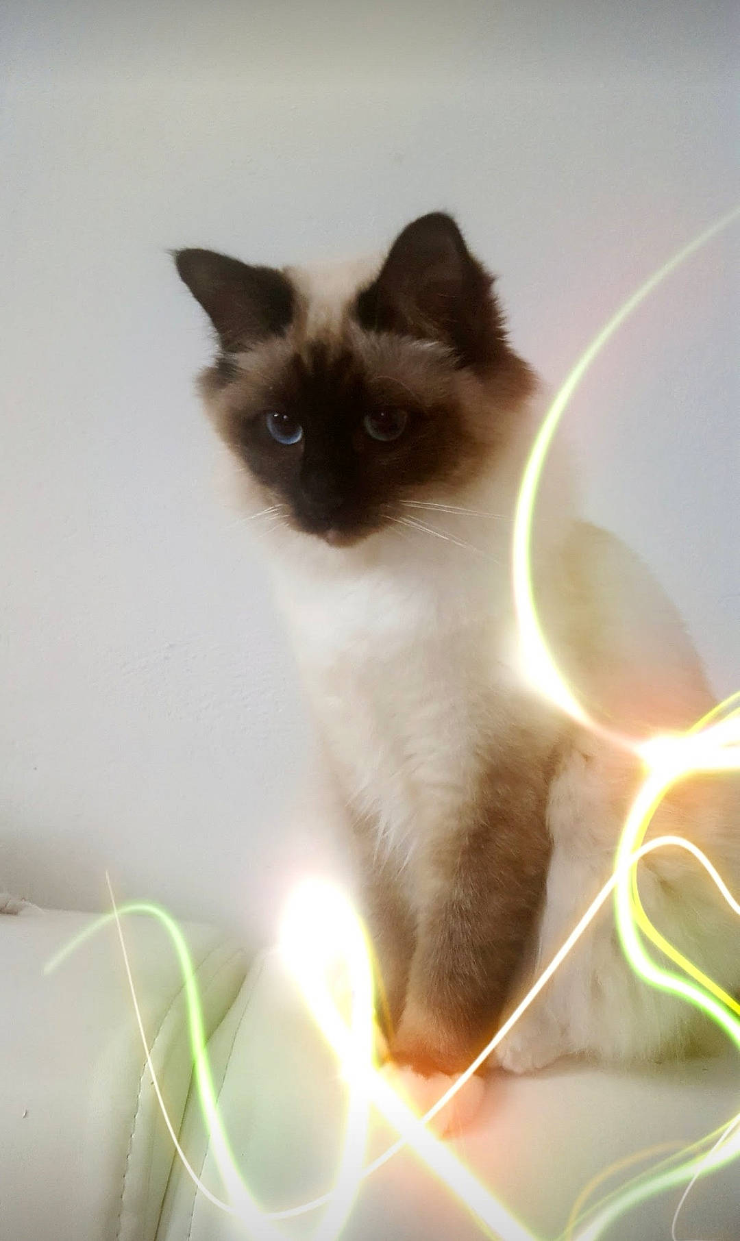 Fury a rejoint le concours — aidez-le/la à gagner de superbes lots ! balinese, birman, carnivore, cat, fawn, felidae, flooring, fur, grass, iris, siamese, small_to_medium_sized_cats, snout, tail, thai, whiskers