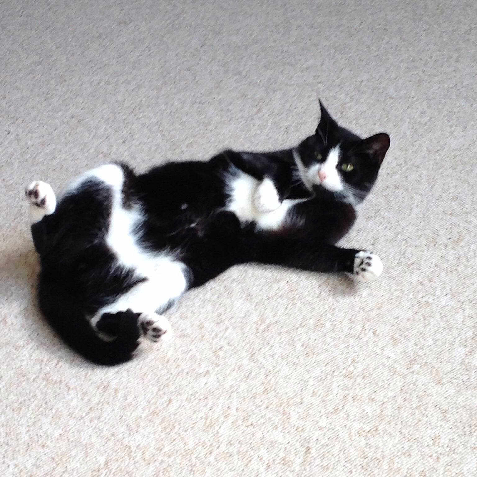 Ziggy is registered to the contest to win money with this photo:
