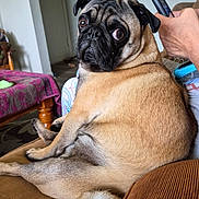 Tonka joined the competition — help win amazing prizes! dog, pug, pet, animal, sitting, couch, living_room, indoor, portrait, wrinkled_face, large_eyes, black_muzzle, fawn_coat, curled_tail, side_eye, phone, hand, cushion, furniture, funny