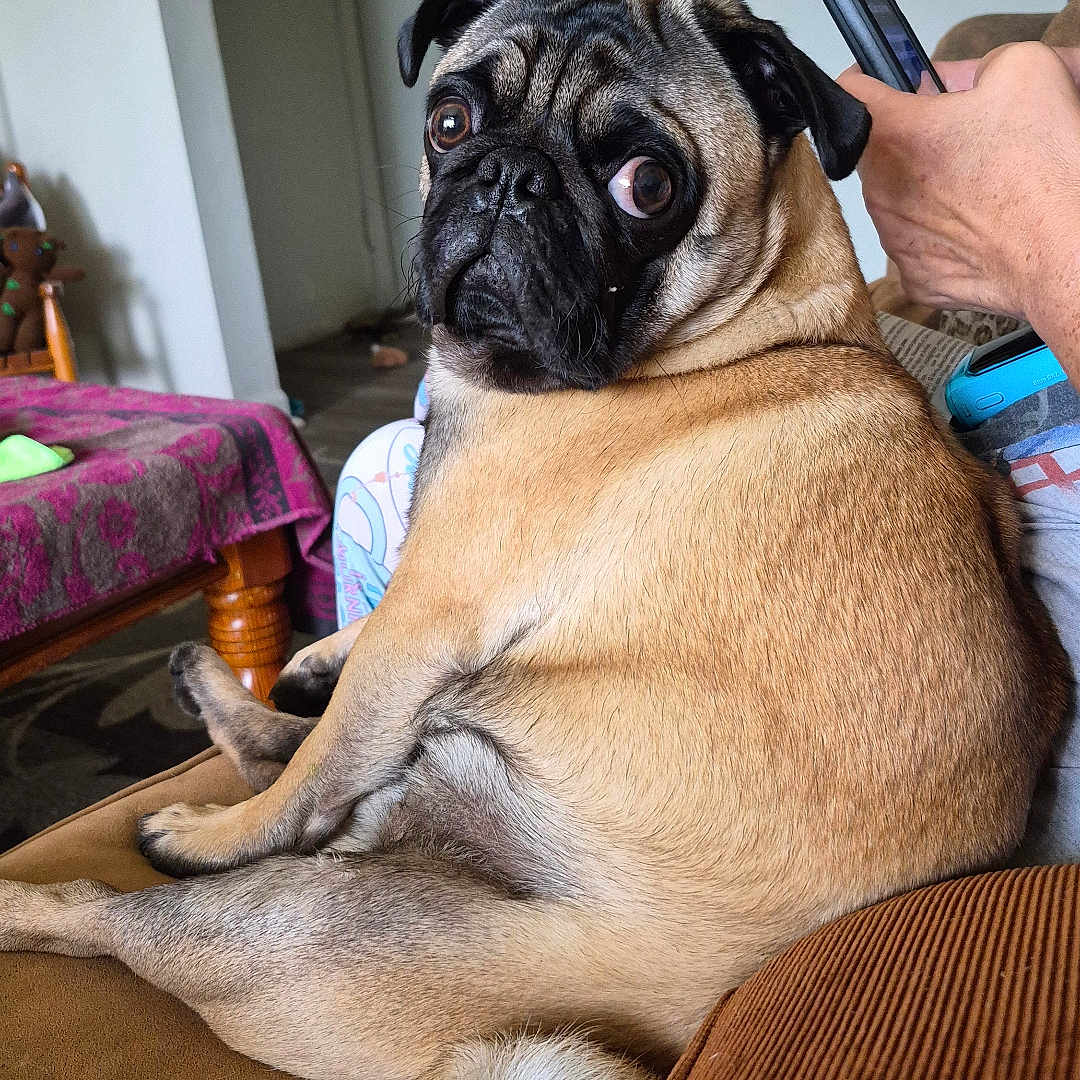 Tonka joined the competition — help win amazing prizes! dog, pug, pet, animal, sitting, couch, living_room, indoor, portrait, wrinkled_face, large_eyes, black_muzzle, fawn_coat, curled_tail, side_eye, phone, hand, cushion, furniture, funny