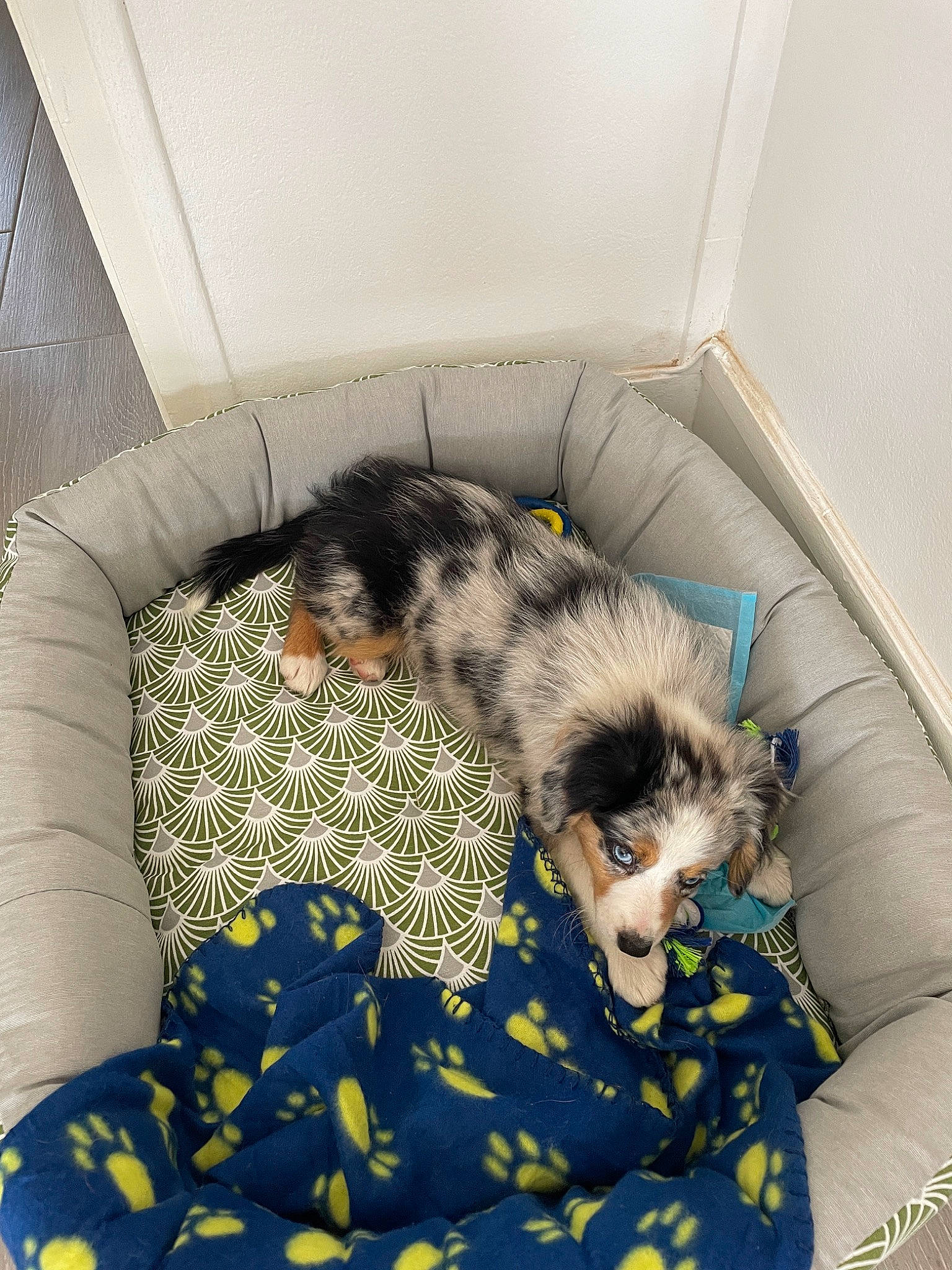 Ully participe au concours pour gagner de l'argent avec cette photo : canidae, carnivore, comfort, companion_dog, couch, dog, dog_breed, dog_supply, felidae, fur, nap, paw, sleep, small_to_medium_sized_cats, sporting_group, studio_couch, tail, terrestrial_animal, toy_dog, working_animal