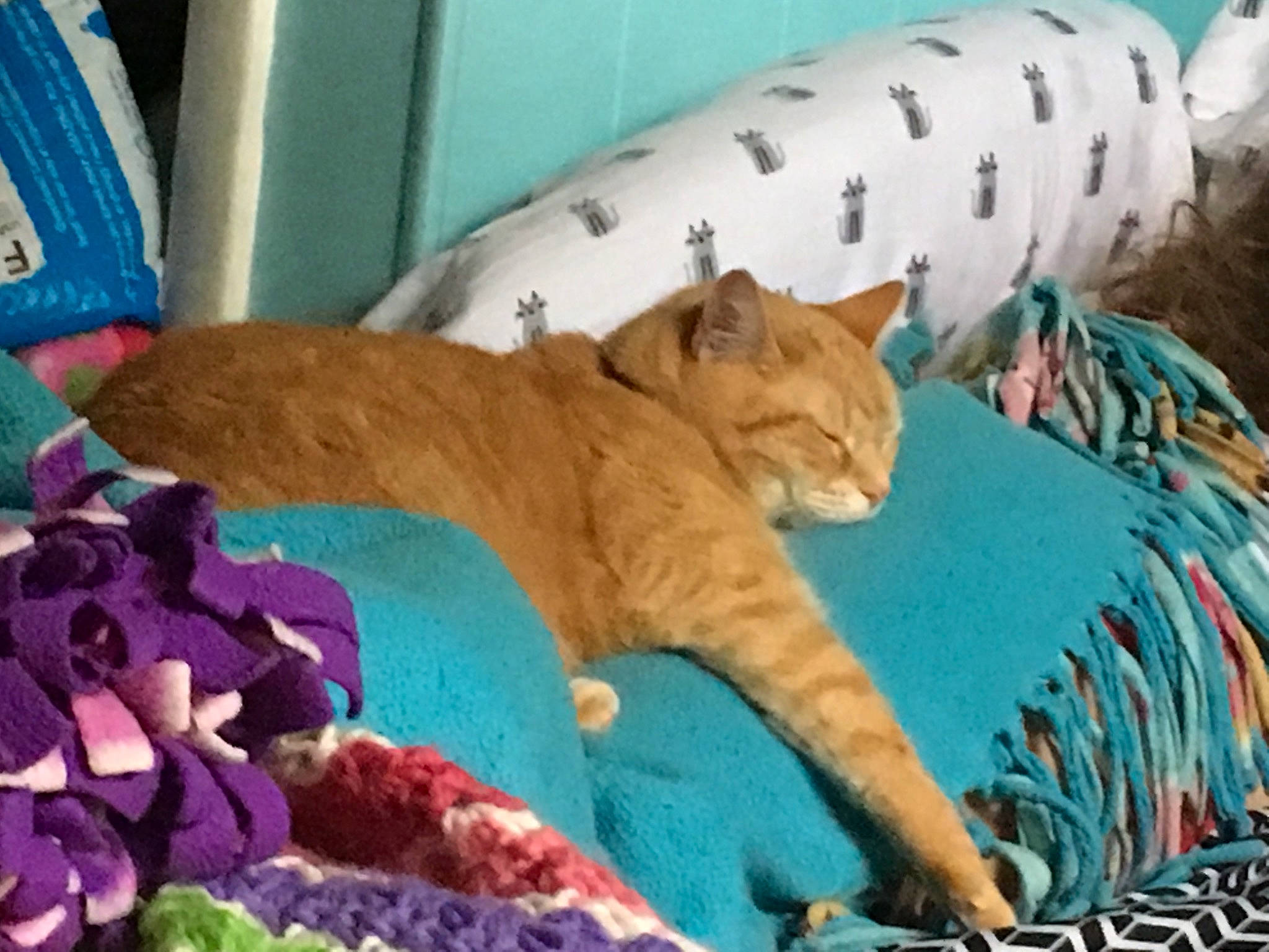 Spike joined the competition — help win amazing prizes! art, bed, bed_sheet, bedding, bedroom, carnivore, cat, comfort, domestic_short_haired_cat, fawn, felidae, grass, linens, room, small_to_medium_sized_cats, tail, terrestrial_animal, textile, whiskers, wood