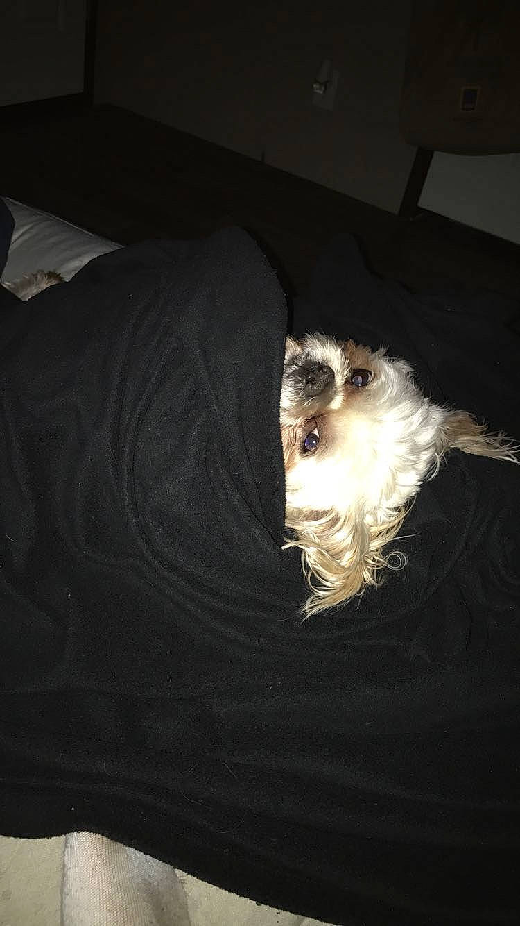 Blake joined the competition — help win amazing prizes! canidae, carnivore, comfort, companion_dog, couch, darkness, dog, dog_breed, eye, fur, linens, non_sporting_group, small_terrier, sporting_group, t_shirt, terrier, toy_dog, whiskers